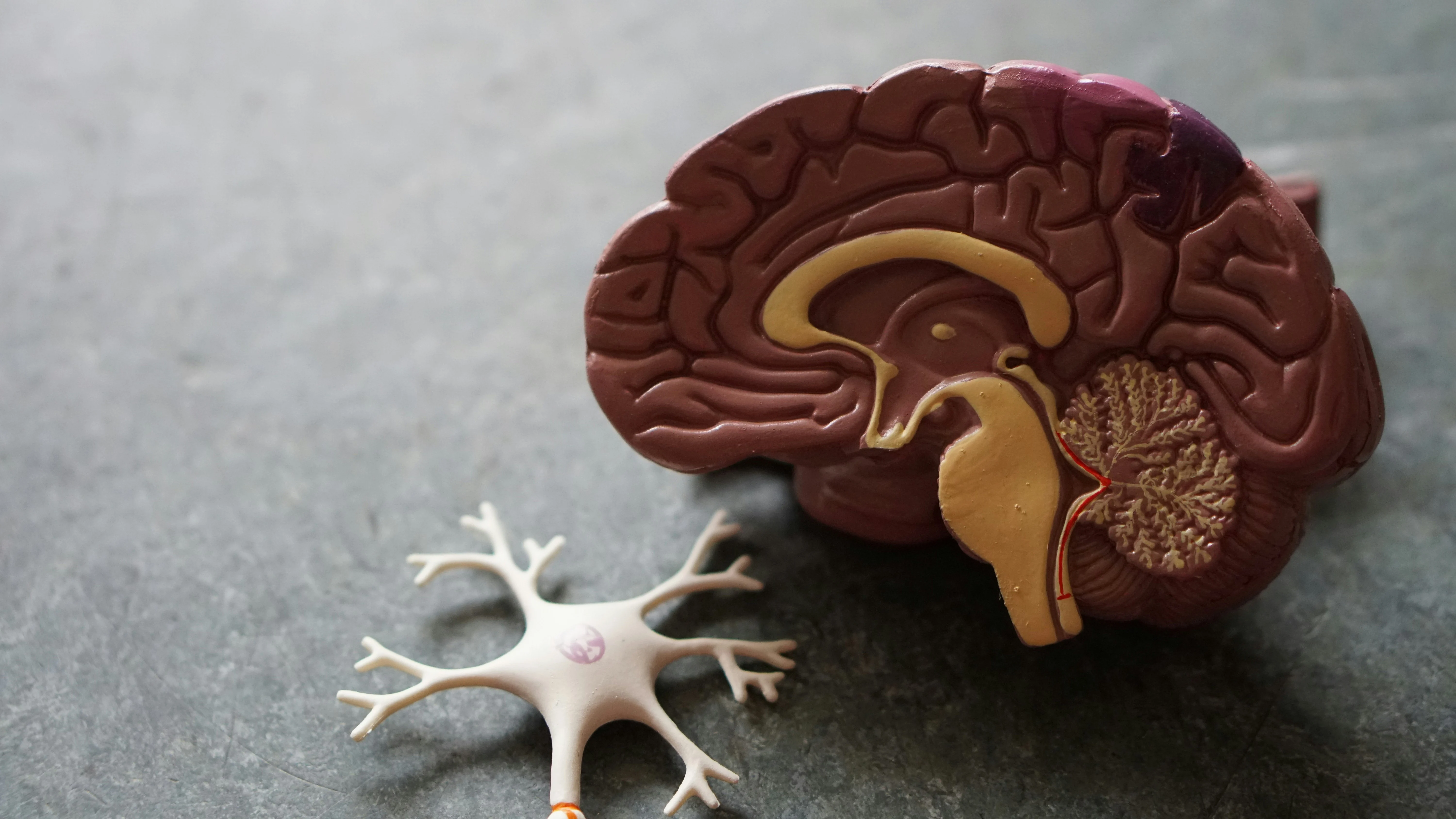 Deep learning-based detection of tumors